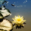 10 seeds 4 color mix Lotus Flower Seed water Aquatic Plant Nelumbo