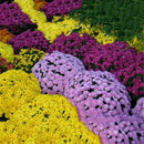 100X ground-cover chrysanthemum seeds perennial daisy flower seeds mix color LJ