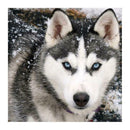 5D DIY Animal Embroidery Full Drill Diamond Painting Cross Stitch Decor