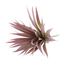 Artificial Succulent Plants Agave Titanota Cactus Simulation Flowers