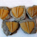 100% Natural Trilobite Tail Fossil Ancient fossils specimens Collection tea Favo