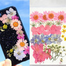 Real Dried Flower Material Dyeing Flower For Craft Phone Case DIY Accessori%!