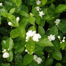 20 pcs Cape Jasmine Jasminiodes White Shrub Aromatic Flower Seeds Plant A6T4
