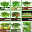 Seed Sprouter Tray PP Healthy Alfalfa Wheatgrass Seeds Grower with Cover,2 SA4I7