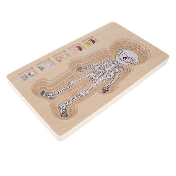 5-Layer Wooden Boy Body Puzzle, Help Your Boy Learn His Own Body Structure