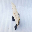 Fish Fossil Real From Western Liaoning China 150 Million Years Ago Lycopter O7C4