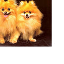 DIY 5D Diamond Painting Kit Dog Embroidery Cross Crafts Stitch Home Decor