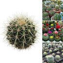 100pcs Cactus mix (A mixture of varieties) indoor Flower Home E3D6 S K2D9 G M6C2