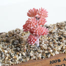 Simulation Succulents Plants DIY Edelweiss For Home Office Decoration Red
