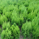 100x Arborvitae Siberian Carpet Cypress Arborvitae Garden, Tree Everg Z2A9 V5R6