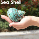 9-12cm Natural Green Shell Conch Coral Sea Snail Starfish Fish Tank Decoration