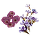20 x Pressed Dried Daisy & Lobelia Flower Embellishments Card Making Crafts