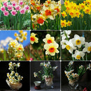 Mixed Narcissus Duo Bulbs Scented Pastel Double Daffodil Spring Plant Flower
