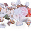 100g Beach Mixed SeaShells Sea Shells Shell Craft SeaShells Aquarium Decor FT