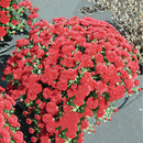 100X ground-cover chrysanthemum seeds perennial daisy flower seeds mix color LJ
