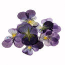 20pcs Natural Dried Pressed Flowers Leaves for DIY Scrapbooking Cards Crafts