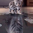 2 Set of DIY 5D Diamond Painting Cat Tiger Lion Rhinestone Cross Stitch Kit