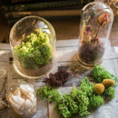 Glass Cloche Dome Bell Jar Display Stand Dome Cover Terrarium Bottle 8x18cm