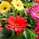 30pcs Bonsai Seeds Gerbera Daisy Hybrids Mix Flowers Home Garden Beautiful LJ