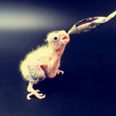 Pet Bird Parrot Cockatiel Metal Hand Milk Food Medicine Feeding Spoon  New