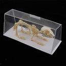Real Rabbit Skeleton Specimens Biology Teaching Instruments Student Science