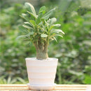 50 pcs Adenium Obesum Seeds Desert Rose Perennial Flower Garden Bonsai PlantLJ
