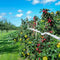 Bird Repellent Scare Tape - 350 Ft Double Sided Reflective Bird Deterrent T
