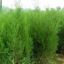 50pcs Lot Arborvitae Cypress Cupressus Sempervirens Pine Garden: Tree C1L3 B0K5