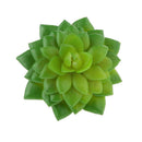 2pcs Artificial Succulent Desert Alocasia/Echeveria Green Real Touch Plants