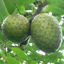 20pcs seeds soursop Durian Tropical Fruit garden Bonsai OZ