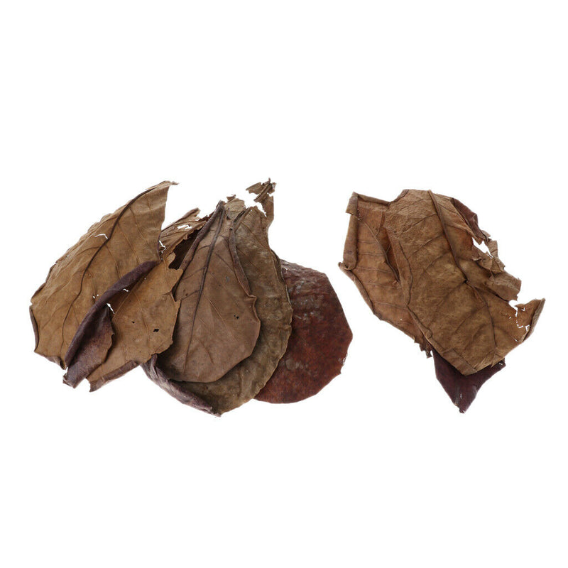 Catappa Leaf Betta Leaves Water Conditioner for   Tank Aquarium Pets , 10
