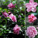 Peony Seeds Plants Ing Greenery Flowers Outdoor 10pcs best P4C4 G1B7