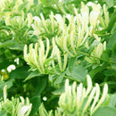 Honeysuckle Seeds Fast Fragrant Garden Plant 50Pcs Supply K7D9 P1B2 S7M1 G9B7