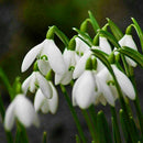 200X Galanthus Nivalis Common Snowdrop Flower Freezing Home V8T2 BI Plants S7J5