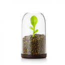 1X Jar Salt Shaker Spice Tea Coffee Sugar Storage Container With Spoon FAQ