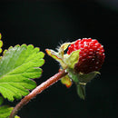 Walderdbeere 500 Samen Fragaria Vesca Rot Wald Erdbeere-Monatserdbeere D6G2 E9J1