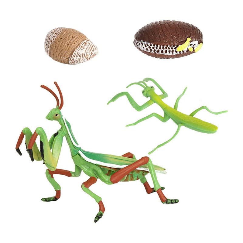 Life Cycle of Mantis Hatchery Growth Pre-school Biology Toys Teaching Aids