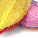 50 Pieces Mix Colors Natural Magnolia Skeleton Leaves Leaf Large - 13 - 15cm in