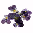 24Pcs Dried Pressed Flowers Butterfly Shape Scrapbooking Violet Specimen