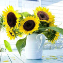 Plant Your Own Giant Sunflower Plant Kit - Indoor Windowsill Gift Gardening K2C2