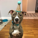 2 pcs Shiny Dog Cat Birthday Hat Party Costume Headwear Accessory Blue Red