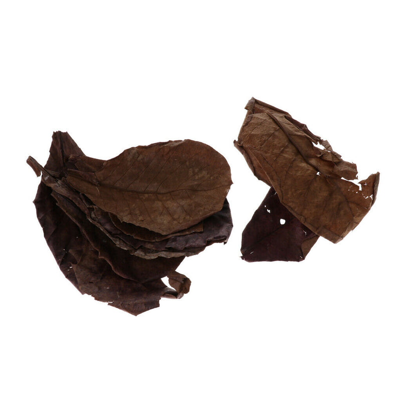 60x Aquairum Leaves Catappa Leaf for Fish Tank Water Quality Betta Natural