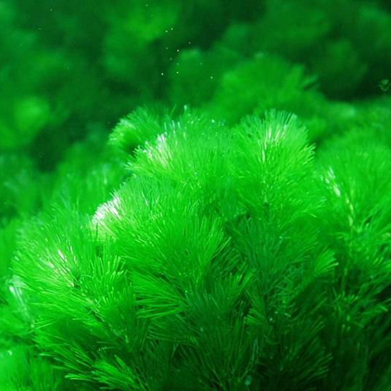1000pcs Pet Fish Aquarium Grass Seed Mixed  Water Aquatic Plant Seeds Decor ss