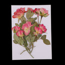 10 Branches Pressed Flowers Organic Dried Rose Flowers DIY Floral Art Decors