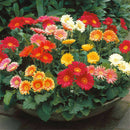 30pcs Bonsai Seeds Gerbera Daisy Hybrids Mix Flowers Home Garden Beautiful SP