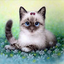 5D DIY Round Drill Diamond Painting Cat Cross Stitch Embroidery Mosaic Kit
