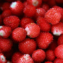 Walderdbeere 500 Samen Fragaria Vesca Rot Wald Erdbeere-Monatserdbeere D6G2 E9J1