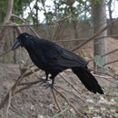 Realistic New Black Raven Feathered Crow Halloween Fancy Dress Prop Accesso O1U4