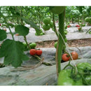 100pcs Garden Planting Tomato Cucumber Vine Plant Growing Support Hooks
