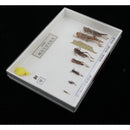 Lifecycle of a Locust Specimens Taxidermy Framed Collectible, 7.5x5x1.2inch